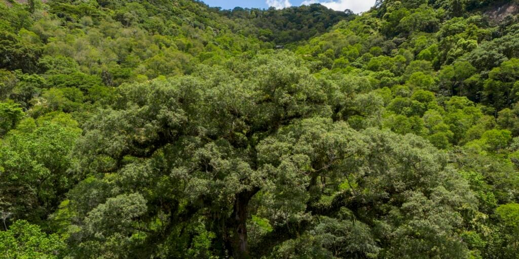 Situação dos rios em Mata Atlântica é preocupante, aponta pesquisa