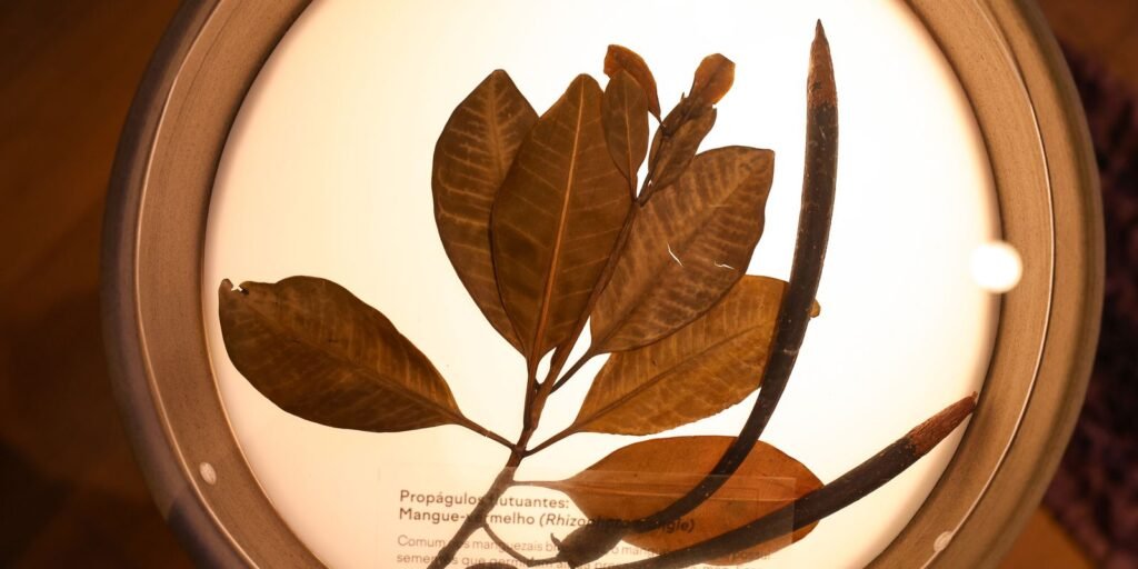 Museu do Jardim Botânico do Rio celebra Mata Atlântica em exposição Museu do Jardim Botânico do Rio celebra Mata Atlântica em exposição